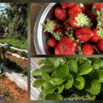 સંગઠિત શક્તિ : અરવલ્લીના કાટકુઆમાં ઓર્ગેનિક સ્ટ્રોબેરીની સફળ ખેતી કરતી મહિલાઓ