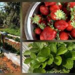 અરવલ્લી  વન વિભાગમાં ચોપડે બધુ સુવ્યવસ્થિત !!! સ્થળ પર બખડજંતર, લાકડાંની તસ્કરી સામે DFO શું કરશે ??