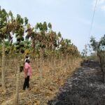 अरवल्ली जिले के जंगलो में CAMPA योजना के तहत करोड़ों का खर्च, लेकिन परिणाम क्यां?, भिलोडा और मालपुर रेंज में बल्ले बल्ले !!!