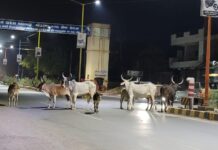 અરવલ્લી : મોડાસા શહેર બન્યું ગોકુળિયું નગર, રોડ રસ્તા પર ઠેર ઠેર ગાયોના ધણ, સોશ્યલ મીડિયામાં જન આક્રોશ